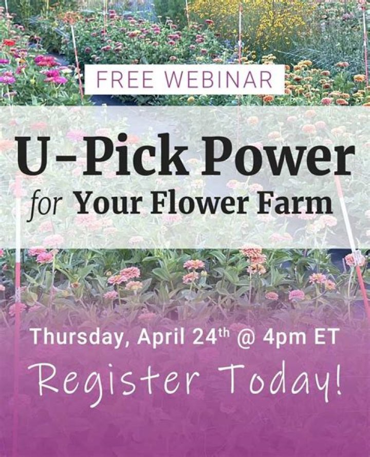 Cup flower - How To Discuss
