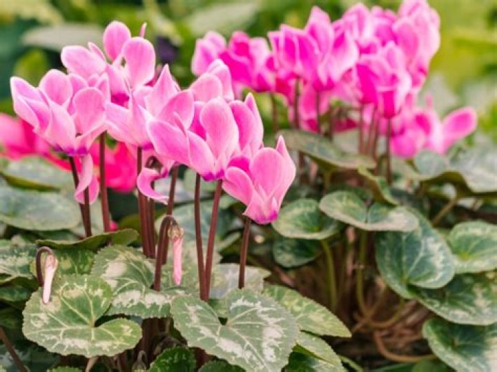 Cyclamen persicum - How To Discuss