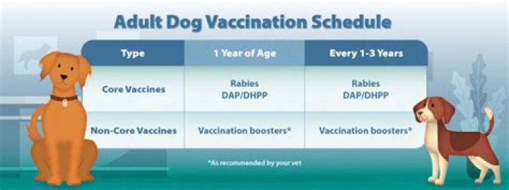Dapp Dog Vaccine - How To Discuss