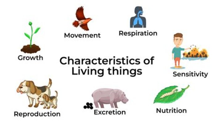 Do any non living things have characteristics of living things