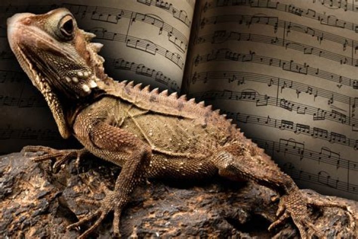 Do Bearded Dragons Like Music