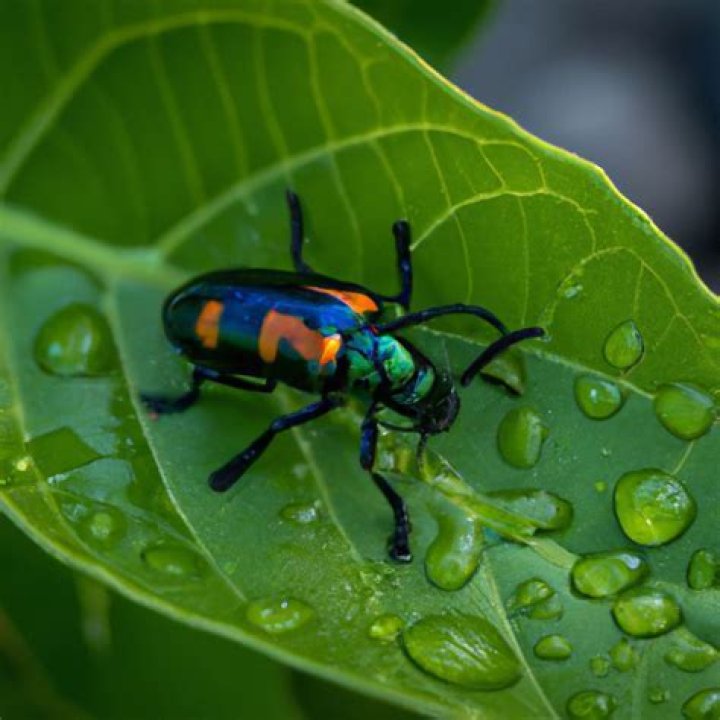 Do beetles drink water