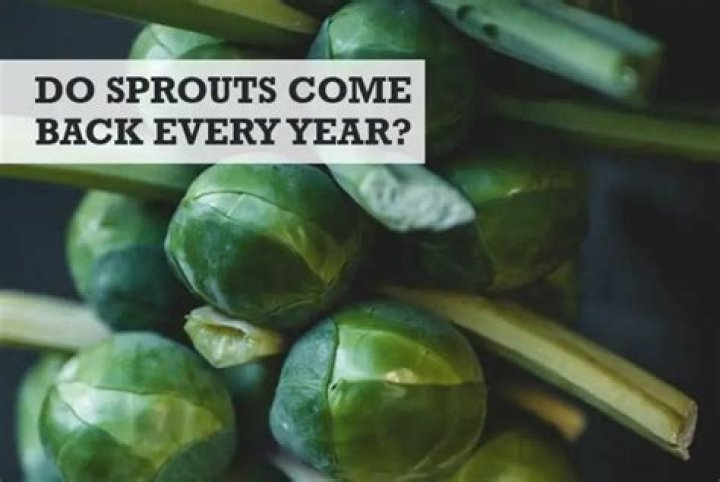 Do brussel sprouts come back every year