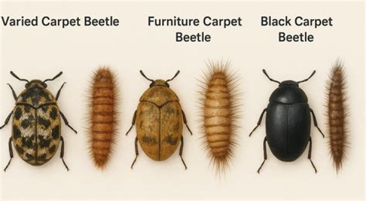 Do Carpet Beetles Fly - How To Discuss