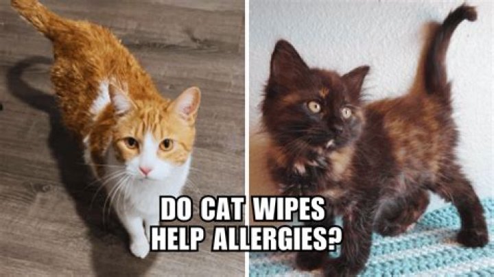 Do cat wipes help allergies