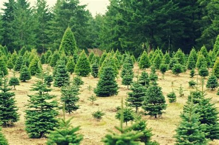 Do Christmas trees grow in California