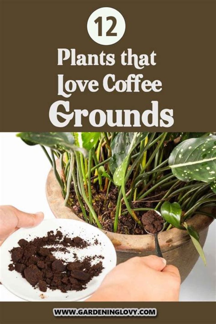 Do coffee grounds help plants