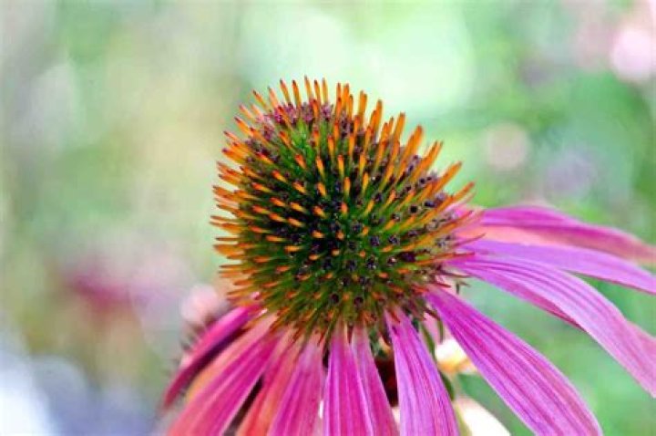 Do coneflowers bloom more than once