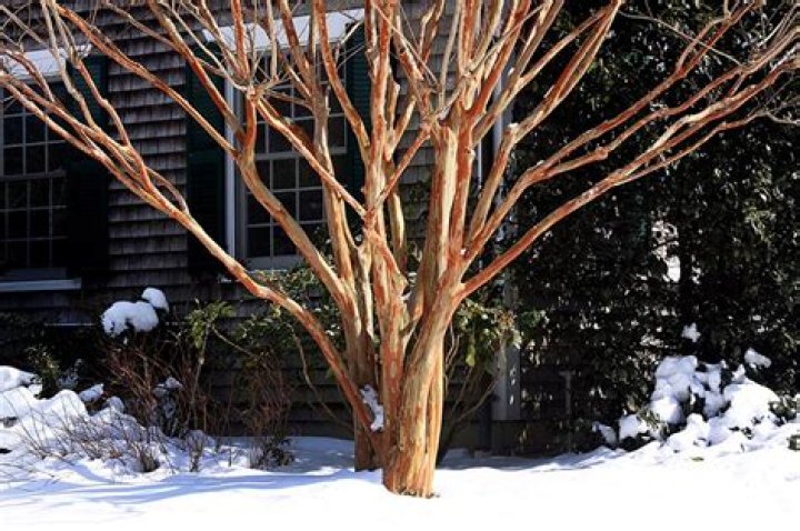 Do crepe myrtle trees lose their leaves in winter