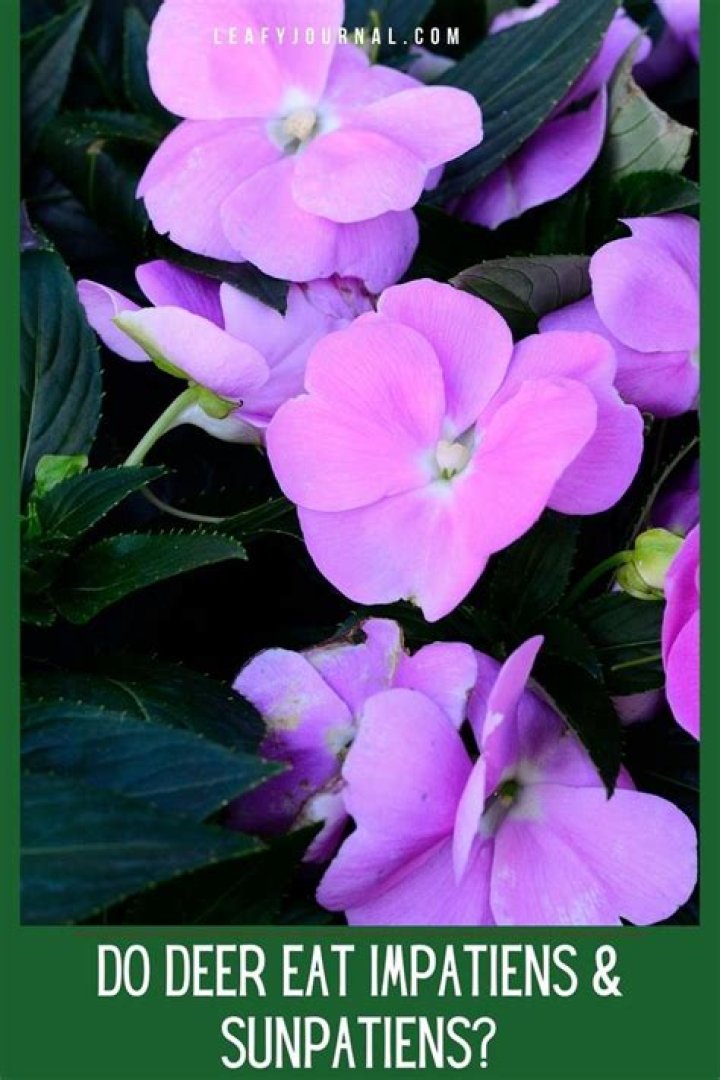 Do deer and rabbits eat impatiens