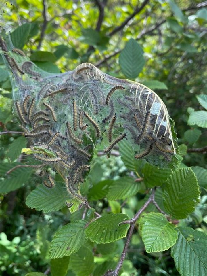 Do Fall webworms kill trees