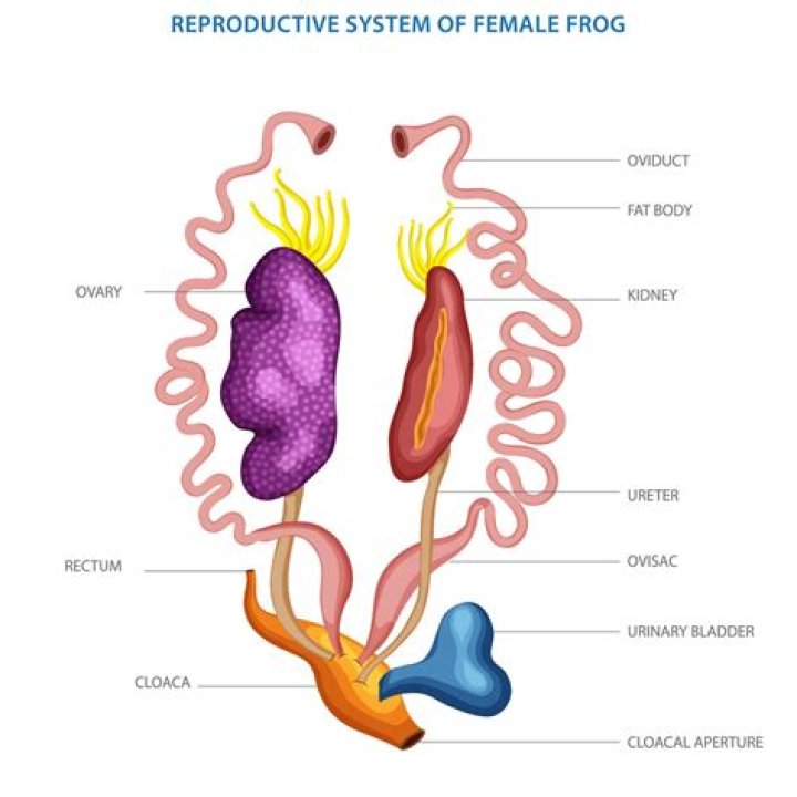 Do frogs have reproductive organs