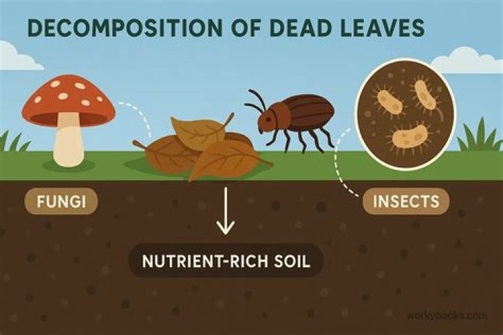 Do fungi break down dead organisms