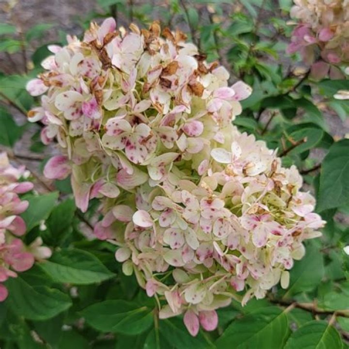 Do hydrangeas die off in winter