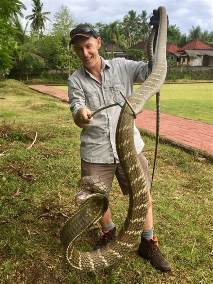 Do king cobras bite people