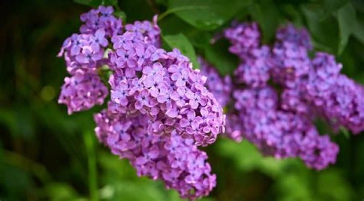 Do lilacs prefer sun or shade