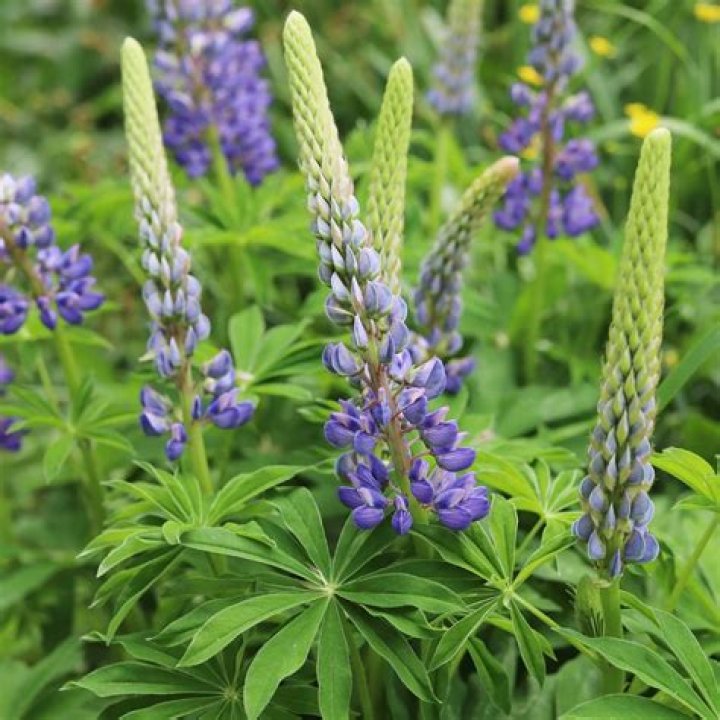 Do lupins die back after flowering