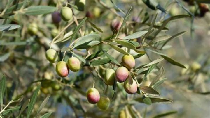 Do Olives Give You Gas