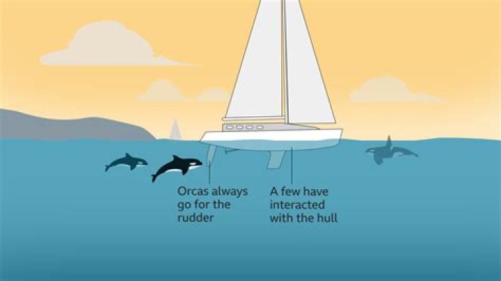 Do orcas attack boats