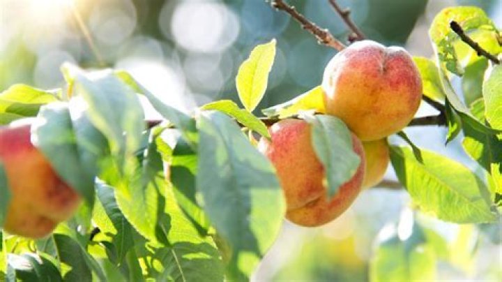 Do Peach trees need male and female