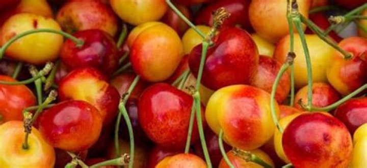 Do Rainier cherries ripen after picking