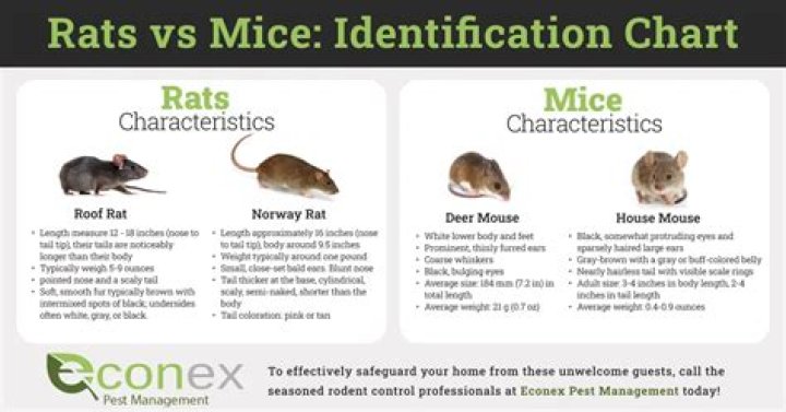 Do rats eat mice - How To Discuss