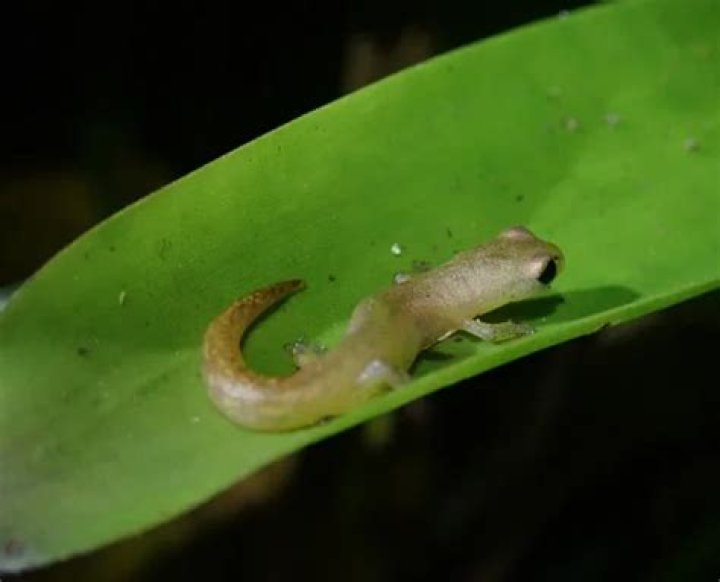 Do salamanders eat plants
