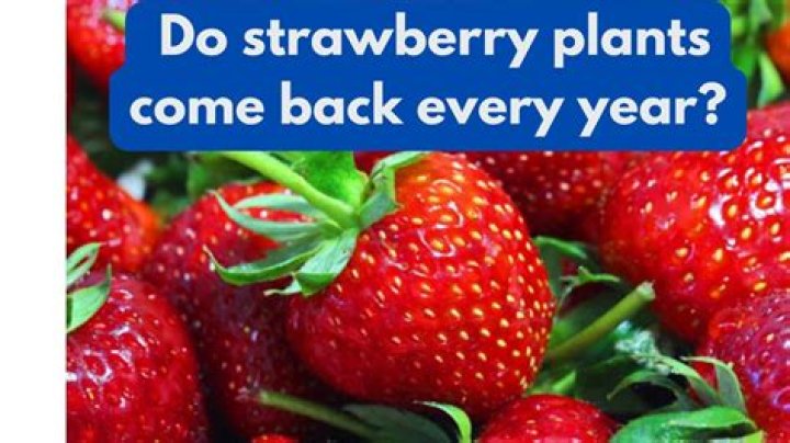 Do strawberry plants grow back each year