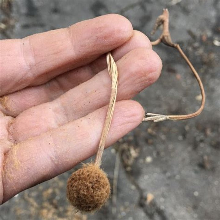 Do sycamore trees have seeds