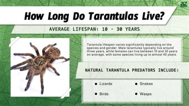 Do tarantulas live in West Virginia