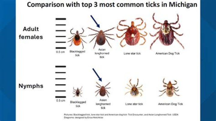 Do ticks come out in April