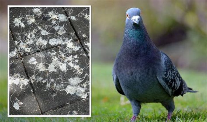 Do wood pigeons carry diseases