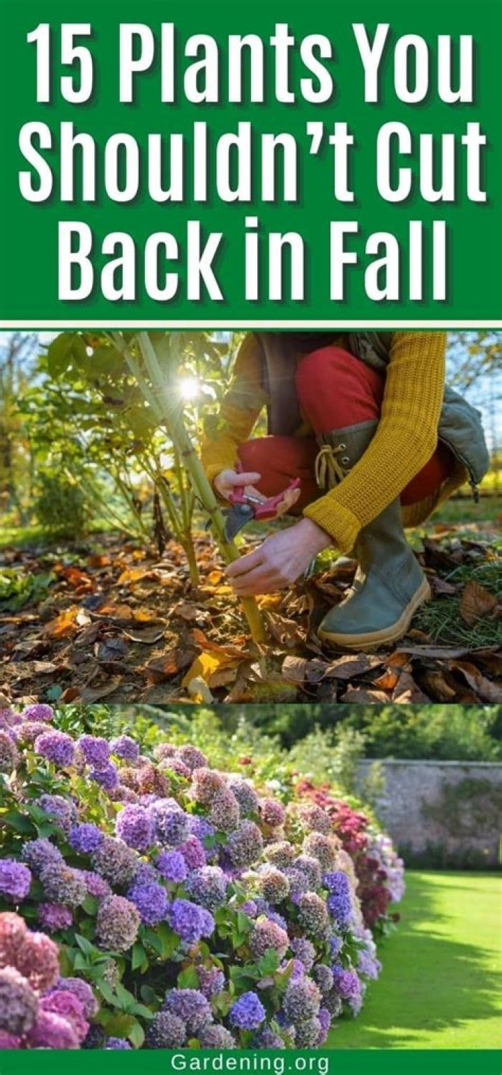 Do you cut Iris back in the fall