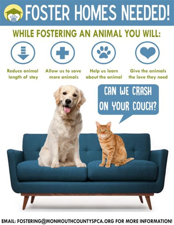 Do You Get Paid To Foster Animals