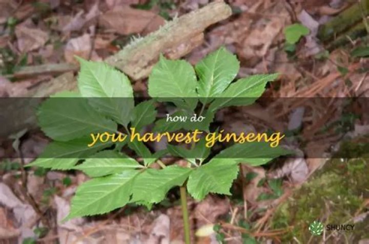 Do you need a permit to harvest ginseng
