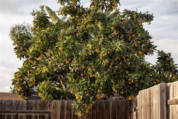 Do you need two loquat trees to produce fruit