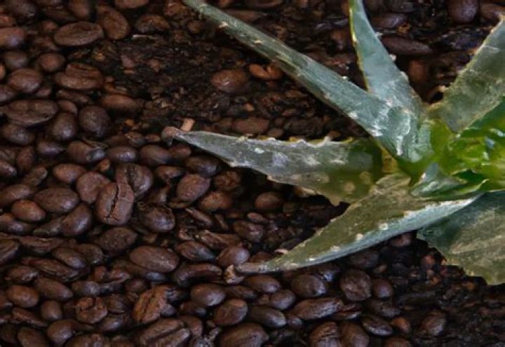 Does aloe vera like coffee grounds
