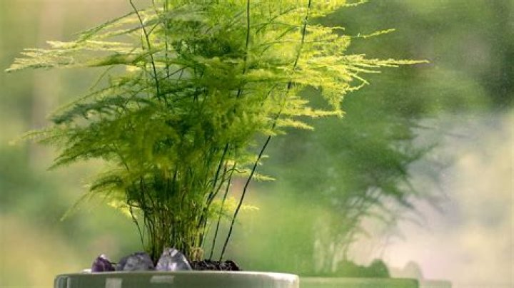 Does asparagus fern come back