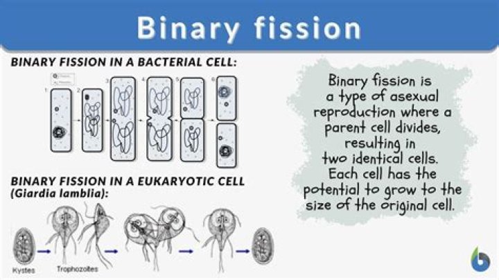 Does binary fission occur in eukaryotes