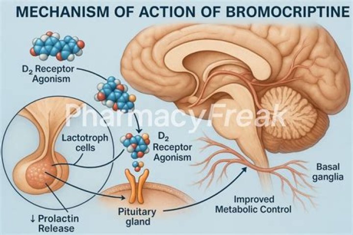 Does bromocriptine affect ovulation