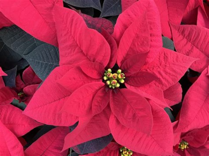 Does Costco have poinsettias yet