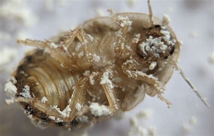 Does diatomaceous kill flea eggs