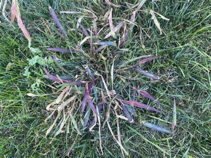 Does dismiss herbicide kill crabgrass