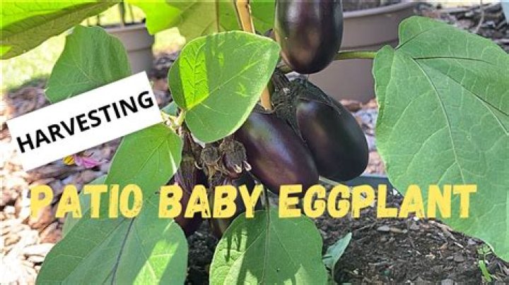 Does eggplant have to be organic