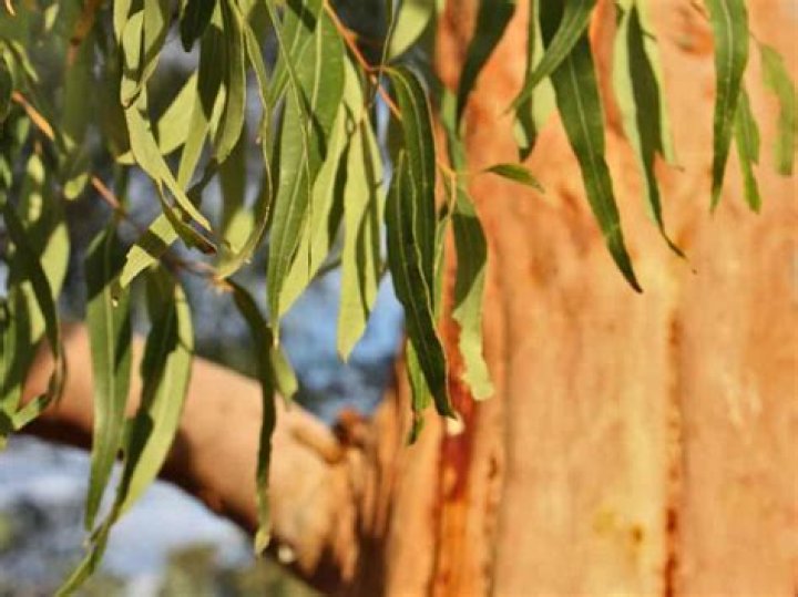 Does eucalyptus need to be kept in water