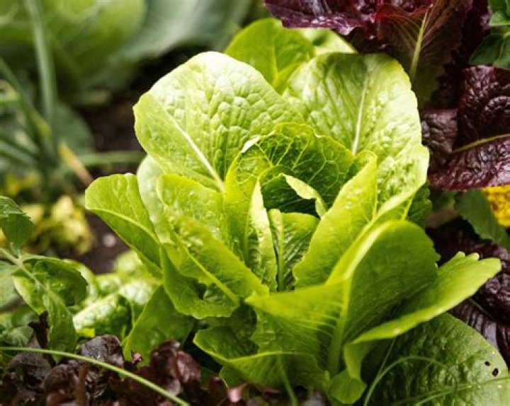 Does Florida grow romaine lettuce