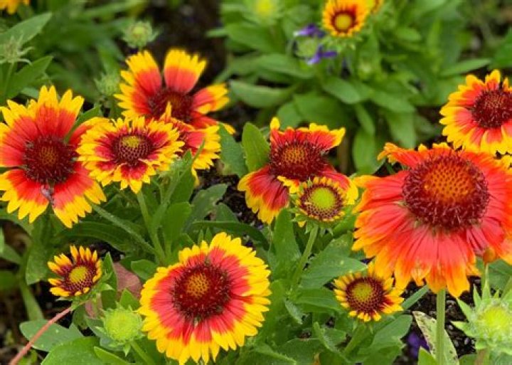 Does Gaillardia come back every year