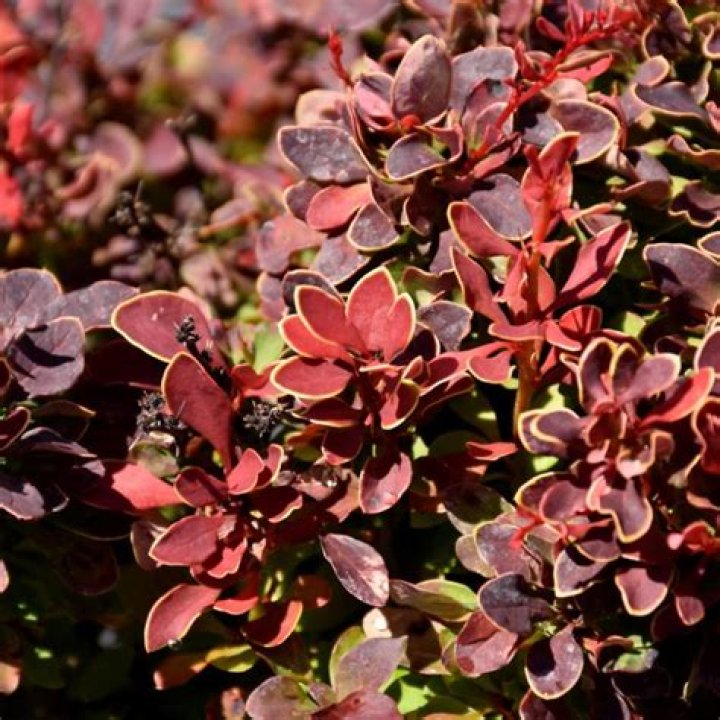 Does Golden Ruby barberry have thorns