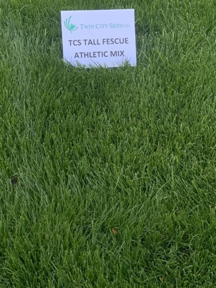 Does Kentucky 31 tall fescue spread