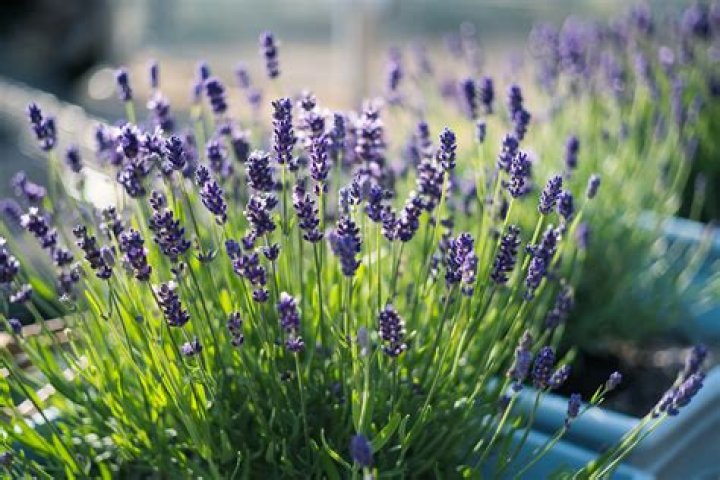 Does lavender tolerate wind